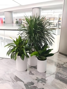 宁波北仑花木出租哪家好？专业团队为你打造多彩空间